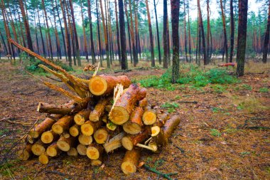 Ormanın açıklığında bir yığın ağaç gövdesi var.