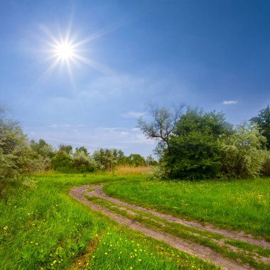 Güneşli bir günde ormanın içinden geçen toprak yol.