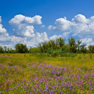 Orman açıklığı, kır çiçekleri, yaz kırsalları ile kaplıdır.