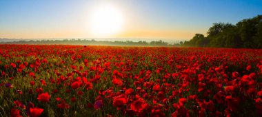 Kırda kırmızı gelincik çiçekleri var, sabahın erken saatlerinde kırsal alanda.