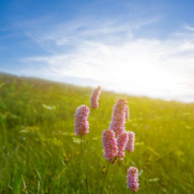 Yeşil tepe, güneş ışığında yabani çiçekler.