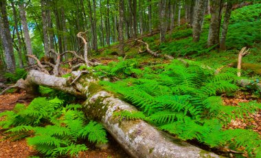 Dağ ormanlarında bir ağaç uzanır. 