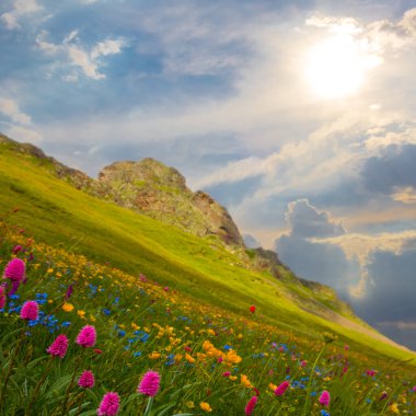 yeşil dağ yamacı, parlak güneşin altında yabani çiçeklerle kaplı.