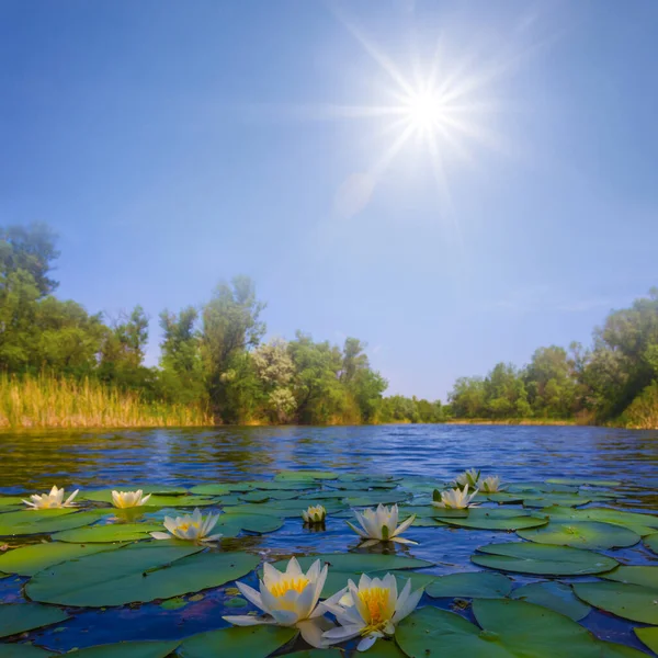 calm summer river with white lilies at the sunny day