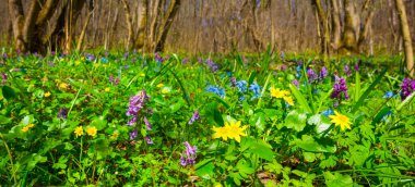 İlkbahar ormanı çimlerle kaplı.