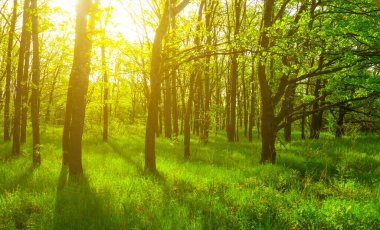 Yakın çekim meşe ormanı akşam güneşinin ışıltısı altında.