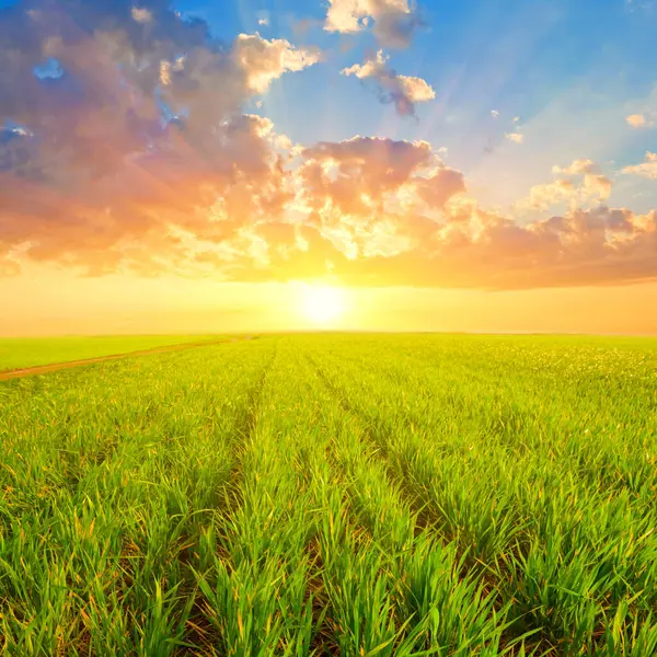 dramatik batımında yeşil kırsal alan