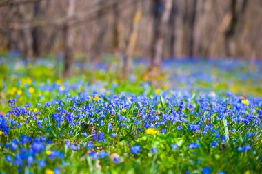 Kapalı mavi kar damlası Scilla çiçekleri ormandaki açıklık, ilkbahar manzarası