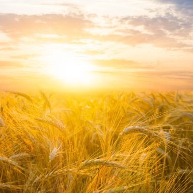 Dramatik günbatımında buğday tarlası, yaz tarım sahnesi