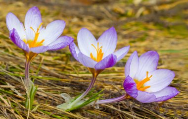 Kuru çayır otlarının arasında kır çiçekleri.