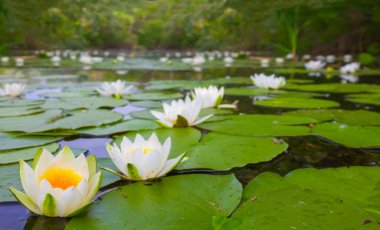 Yaz Nehri ile beyaz nilüferler