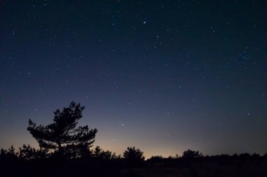 Yalnız çam ağacı silueti Yıldızlı gökyüzü arka planında