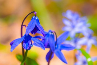 Ormandaki mavi kardamlası çiçekleri
