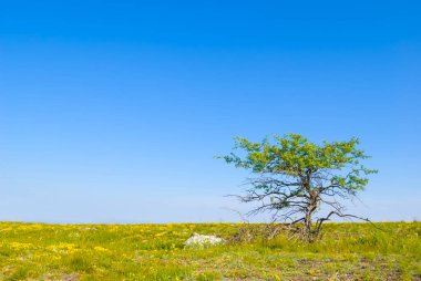 Çayırlar arasında yapayalnız yeşil ağaç