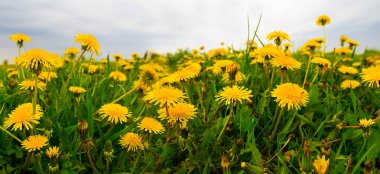 Yeşil tarlada karahindiba çiçekleri yığını