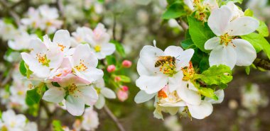 Çiçek açmış elma ağacı dalını kapat.