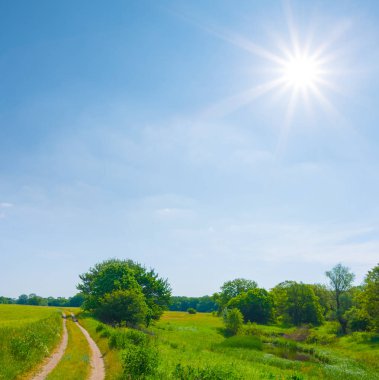 Yaz güneşli bir günde yeşil tarlaların arasında toprak yolu