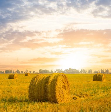 Yaz buğday alan bir hasat batımında sonra
