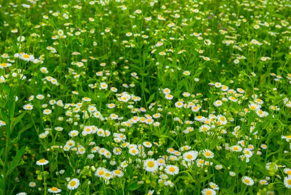 Nahaufnahme Weiße Kamillenblüten Grünen Gras Sommer Wildblumen Hintergrund lizenzfreie Stockfotos