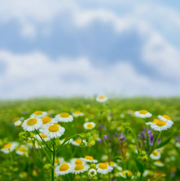 Oseup Λευκά Λουλούδια Χαμομηλιού Πράσινο Γρασίδι Κάτω Από Συννεφιασμένο Ουρανό Royalty Free Φωτογραφίες Αρχείου