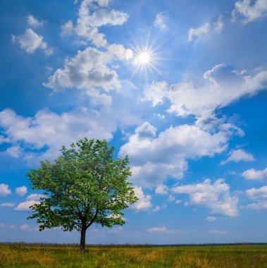 Yazın güneşli bir günde çayırların arasında yapayalnız bir ağaç.