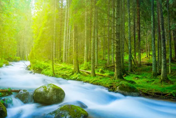 Μικρό Μπλε Ποτάμι Που Τρέχει Μέσα Από Ένα Ομιχλώδες Δάσος Φωτογραφία Αρχείου