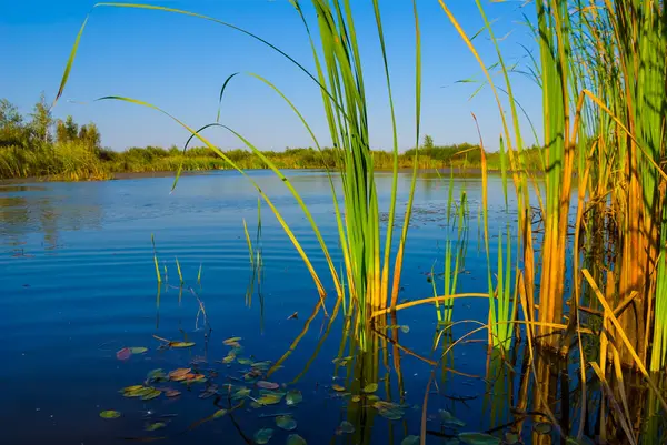 Gros Plan Petit Lac Calme Parmi Les Prairies Photos De Stock Libres De Droits