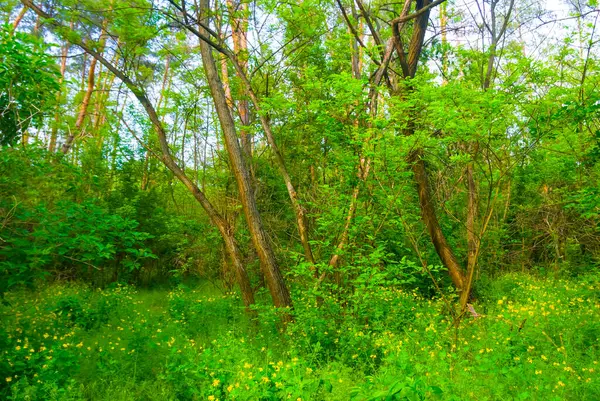 Nahaufnahme Grüner Frühling Waldlichtung Stockfoto