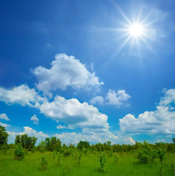 Nyár Zöld Erdő Tisztás Alatt Csillogó Nap Stock Fotó