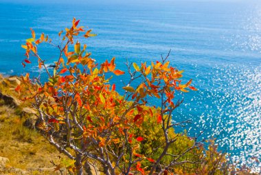 Kapalı kırmızı çalılık büyüyen zümrüt deniz kıyısı