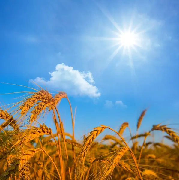 Closeup Summer Wheat Field Sparkle Sun Stockfoto