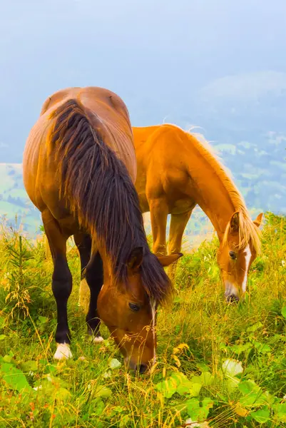 Brown Horse Herd Graze Mountain Pasture Stockfoto