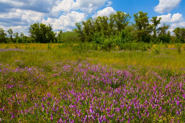 Yeşil yaz çayırları ve kır çiçekleri