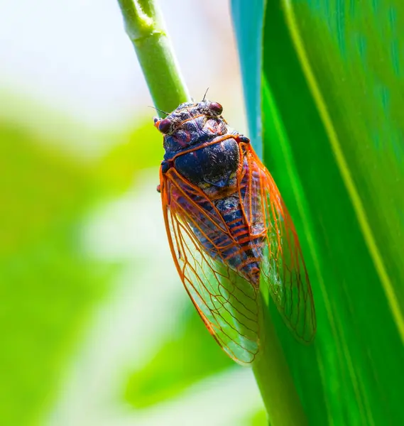 Detailní Obrovský Cicada Sedět Zeleném Listu Royalty Free Stock Obrázky