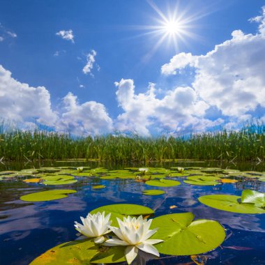 Işıl ışıl bir güneşin altında, gölde yüzen beyaz nilüferler yaz durgun göl manzarası.