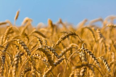 Mavi gökyüzü arka planında yakın plan altın buğday tarlası