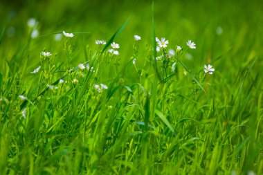 Yeşil çimenlikteki yabani çiçekler