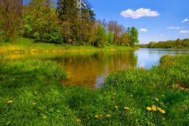 Yeşil ormanın arasında küçük bir göl