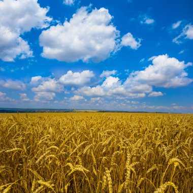 Geniş buğday tarlası Mavi bulutlu gökyüzünün altında