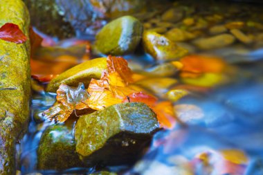 Küçük bir dağ deresi taşların üzerinden akıyor.