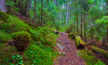 Yamaçtaki bir ormandan geçen küçük bir yol.
