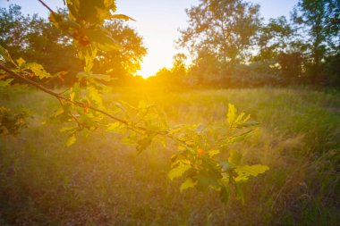 Yeşil yaz meşesi ormanı günbatımında