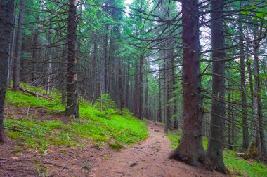 Yamaçtaki yeşil çam ormanının içinden geçen küçük toprak yolu.