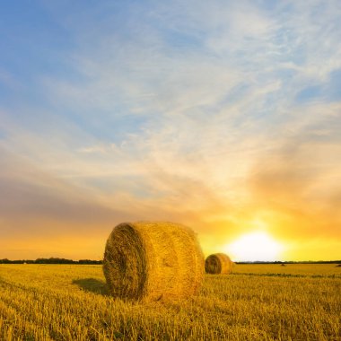 Yazın kırsal buğday tarlası gün batımında hasat sonrası