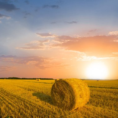 Yazın kırsal buğday tarlası gün batımında hasat sonrası