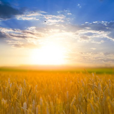Altın yaz buğday tarlası Mavi gökyüzünün altında gün batımında