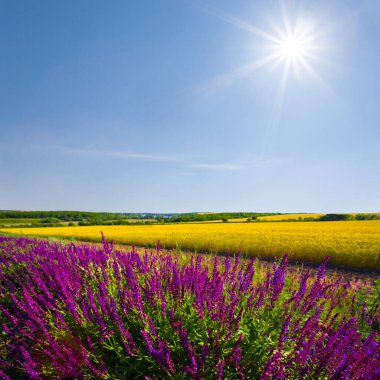 Yazın güneşli bir günde kırsal alanlarda toplanan yabani çiçekler.