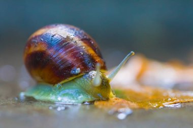 Kapalı üzüm salyangozu ıslak bir taşın üzerinde sürünüyor.