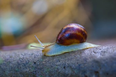 Kapalı üzüm salyangozu ıslak bir taşın üzerinde sürünüyor.