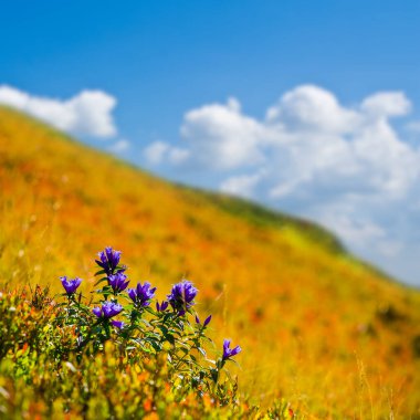 Yoğun bulutlu gökyüzünün altında çimlerle ve çiçeklerle kaplı yamaç